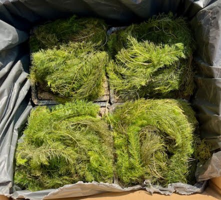 Zuurstofplanten Schonevijver