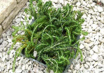 Assortiment zuurstofplanten in mand