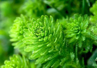 Assortiment losse zuurstofplanten