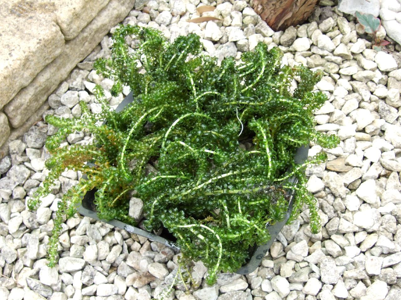 Zuurstofplanten in mand per 4 stuks